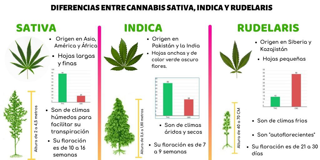DIFERENCIAS ENTRE CANNABIS SATIVA, INDICA Y RUDELARIS - Página web de cannabismedicinalarg DIFERENCIAS ENTRE CANNABIS SATIVA, INDICA Y RUDELARIS - Página web de cannabismedicinalarg