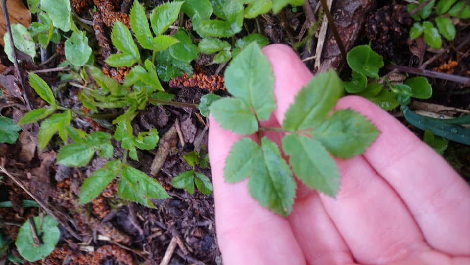 Der Giersch thphaugs Webseite!