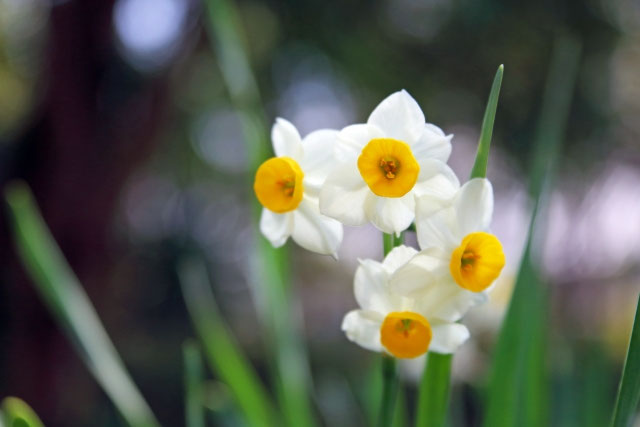 立冬 水仙 スイセン は誰に恋をする 和の文化を五感で楽しむ講座