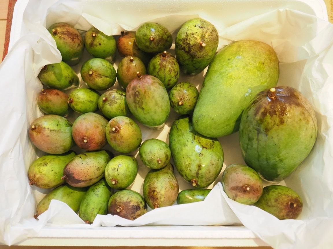 マンゴー苗　品種　グレン　10号特大 マンゴー苗 品種 グレン 10号特大 マンゴー10種（育成中）まとめ