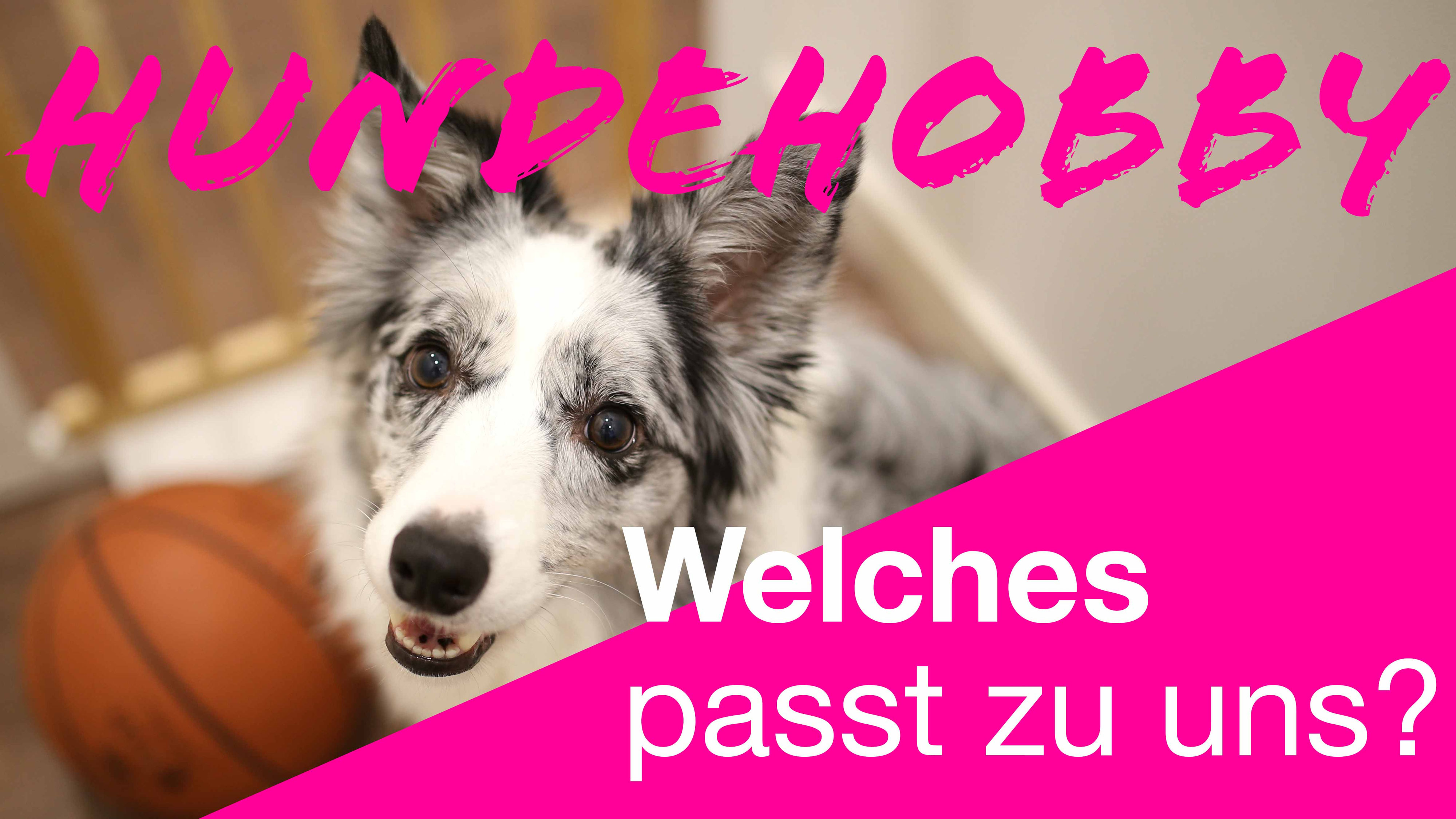 Welche Hundebeschaftigung Ist Die Richtige Fur Uns