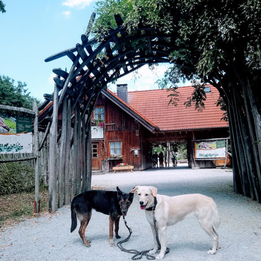 wildpark mit hund