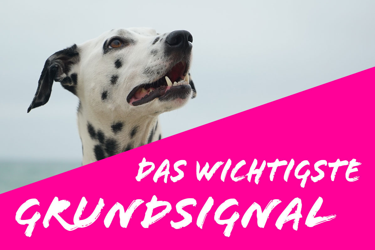 Das wichtigste Grundsignal - Hundeschule Frankfurt