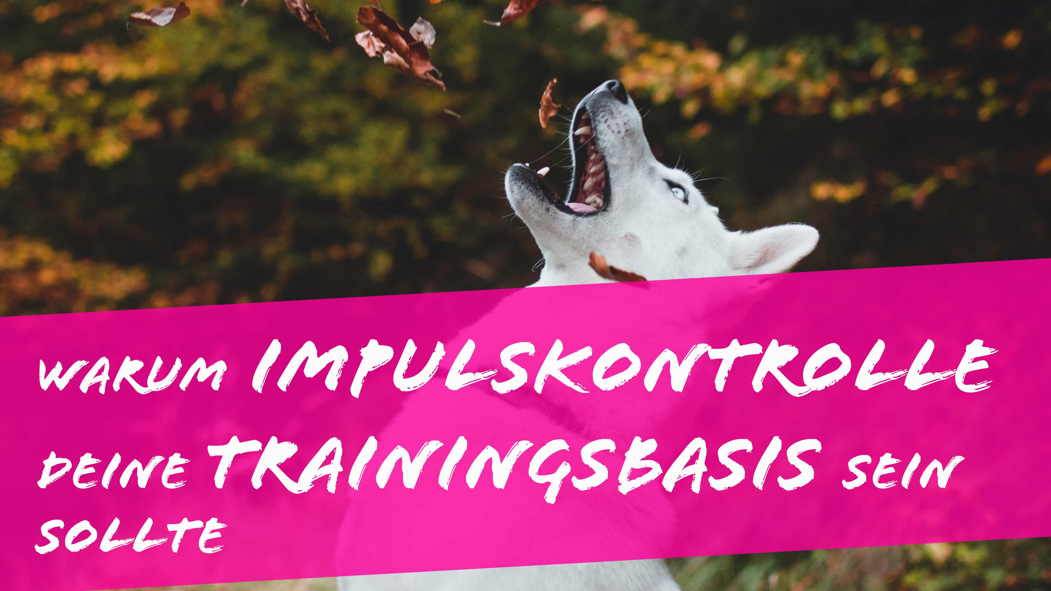 impulskontrolle beim hund hundeschule frankfurt