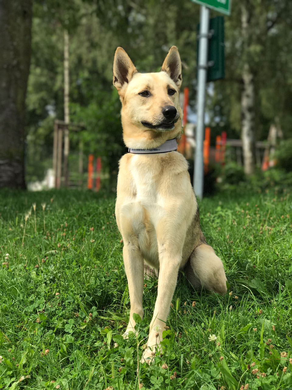 Über kein Hundetraining Hundeschule Frankfurt
