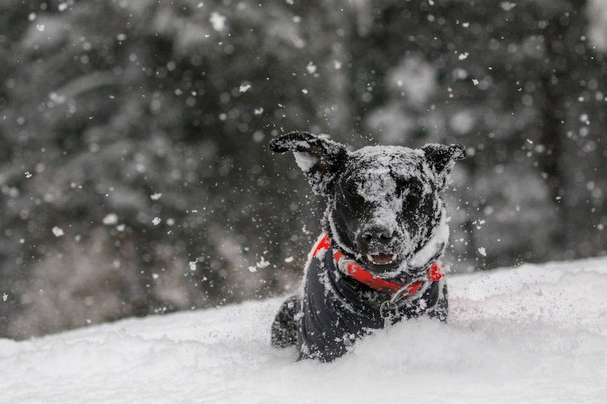Der Wintermantel Fur Den Hund Hundeschule Frankfurt