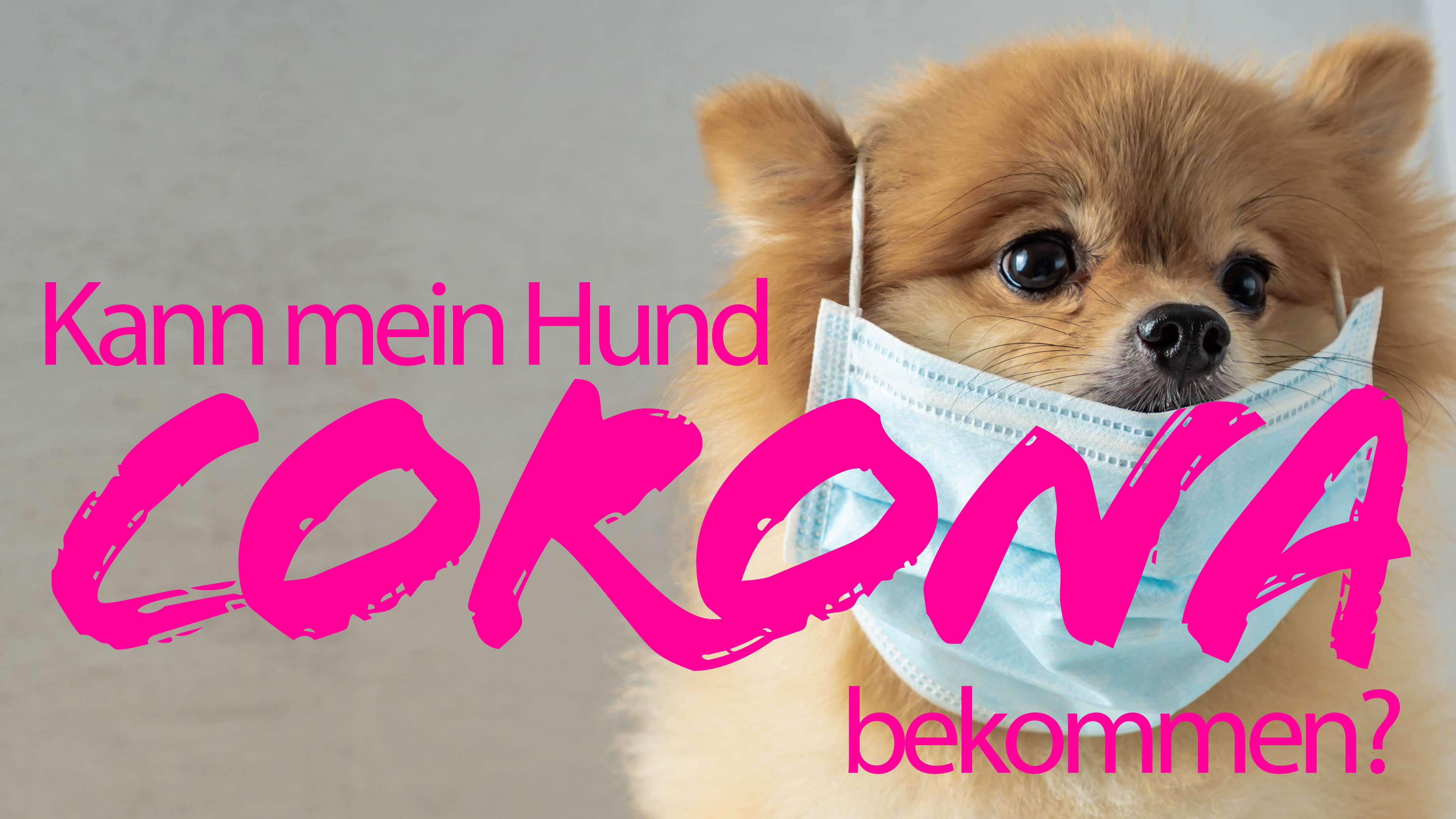 Corona Infektion Beim Hund Hundeschule Frankfurt