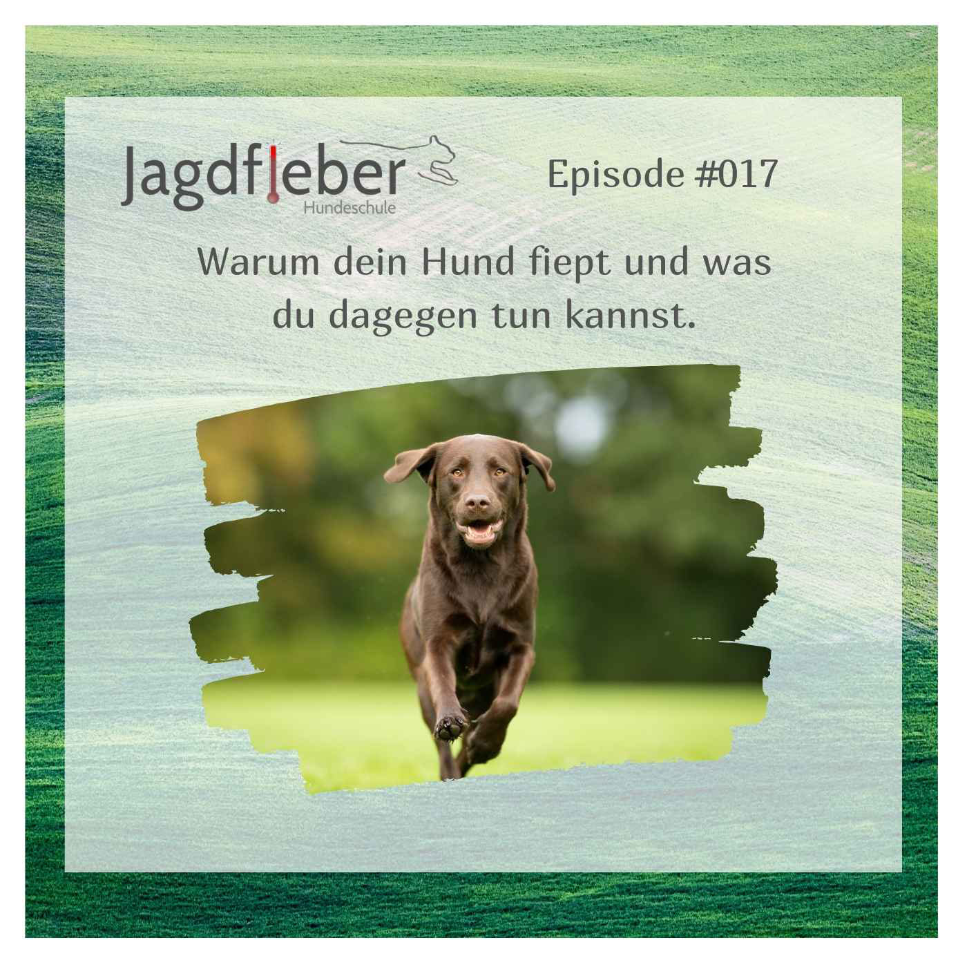 p017 warum dein hund fiept und was du dagegen tun kannst dummytraining bei der hundeschule jagdfieber