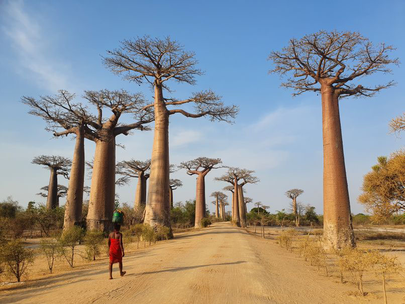 Reisen in Madagaskar: Die sagenumwobene Baobaballee