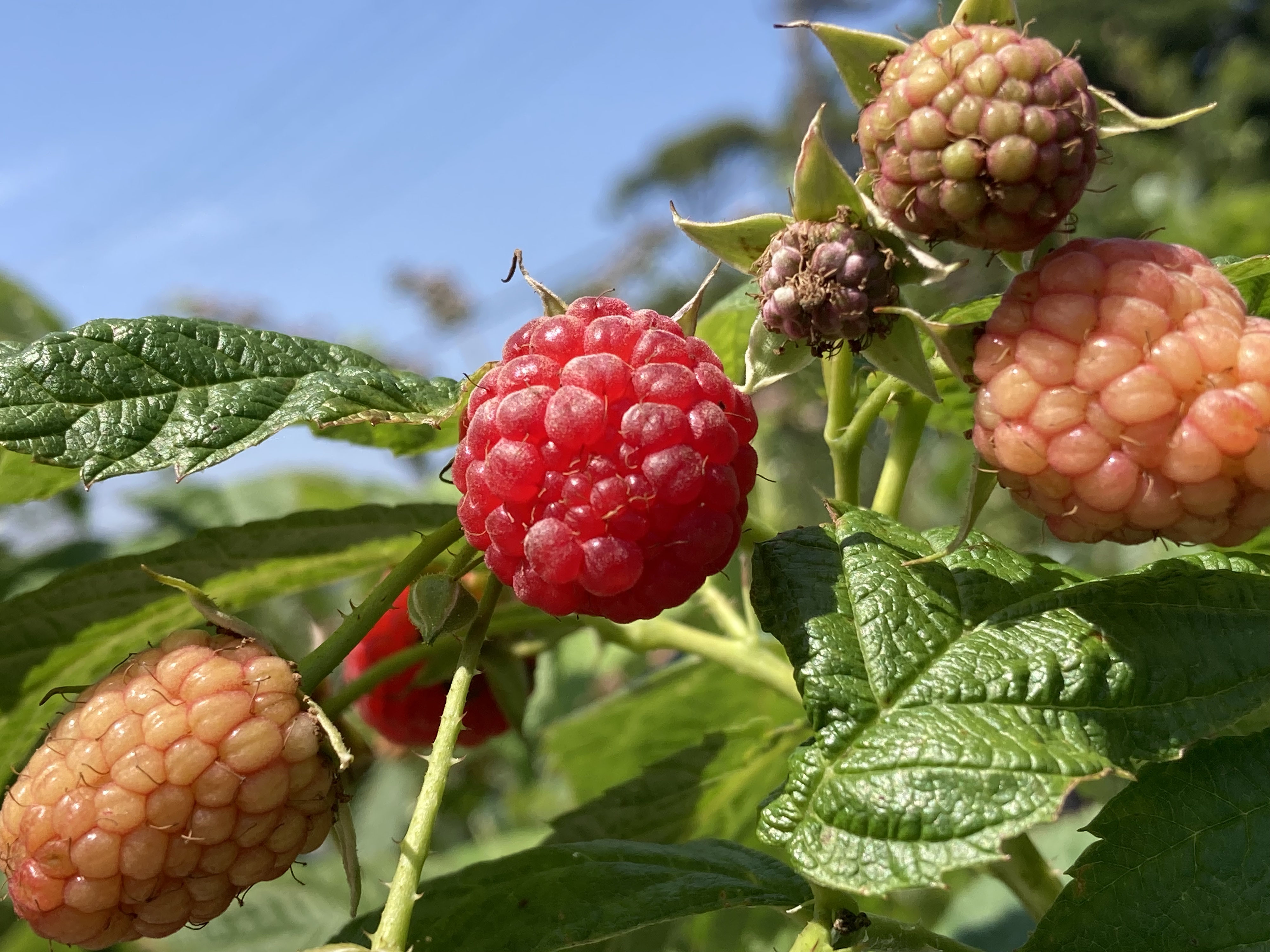 ビンテージレッド ラズベリー - BlueMagic