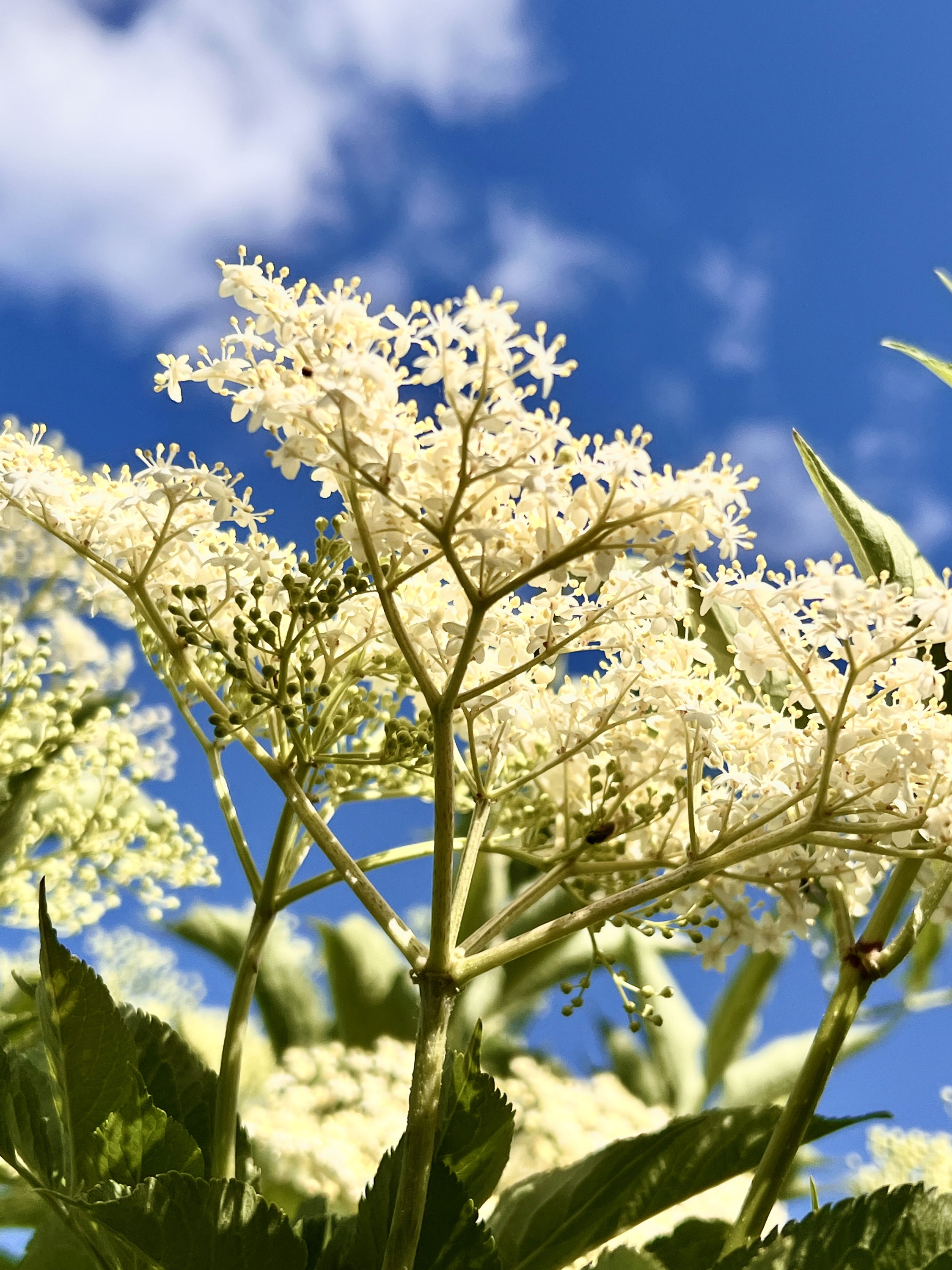 Holunderblüten: Duft des Frühsommers - Glutenfrei &amp; Urgetreide