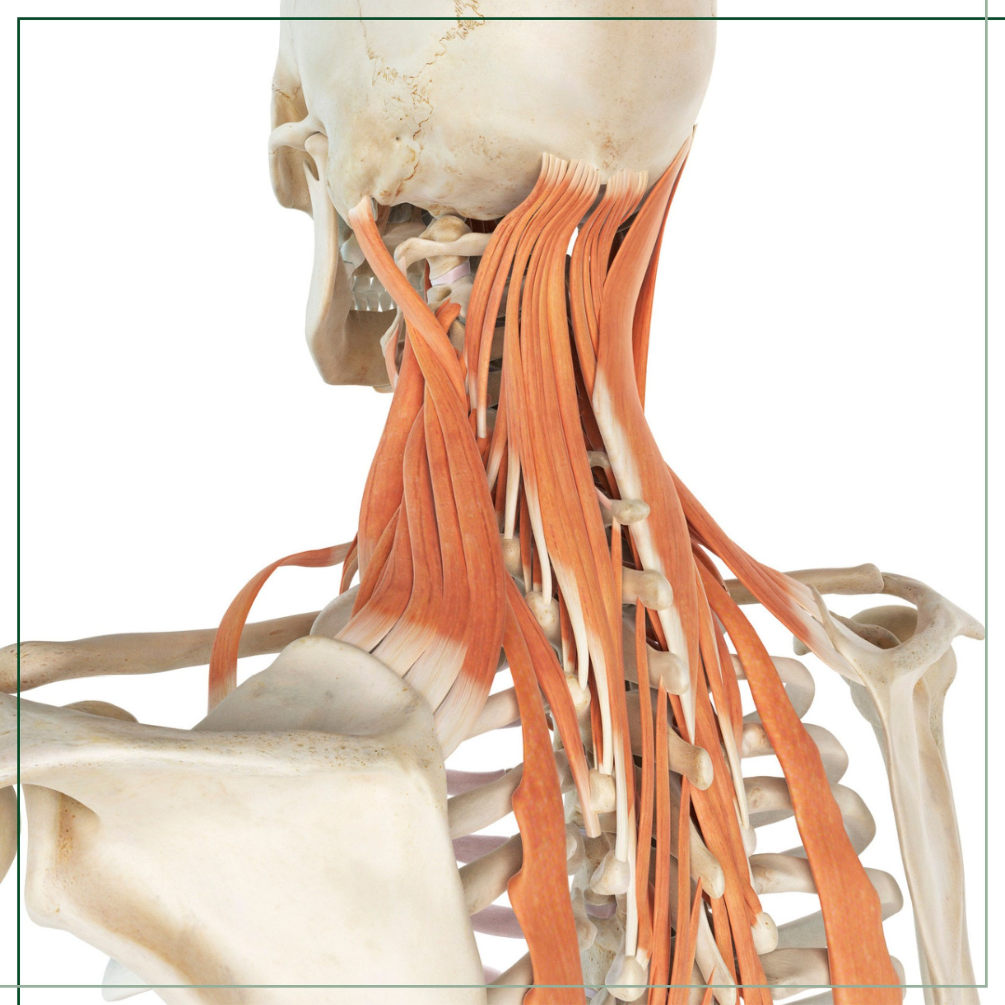 Osteopathie Fachpraxis für Osteopathie Maren Nissen
