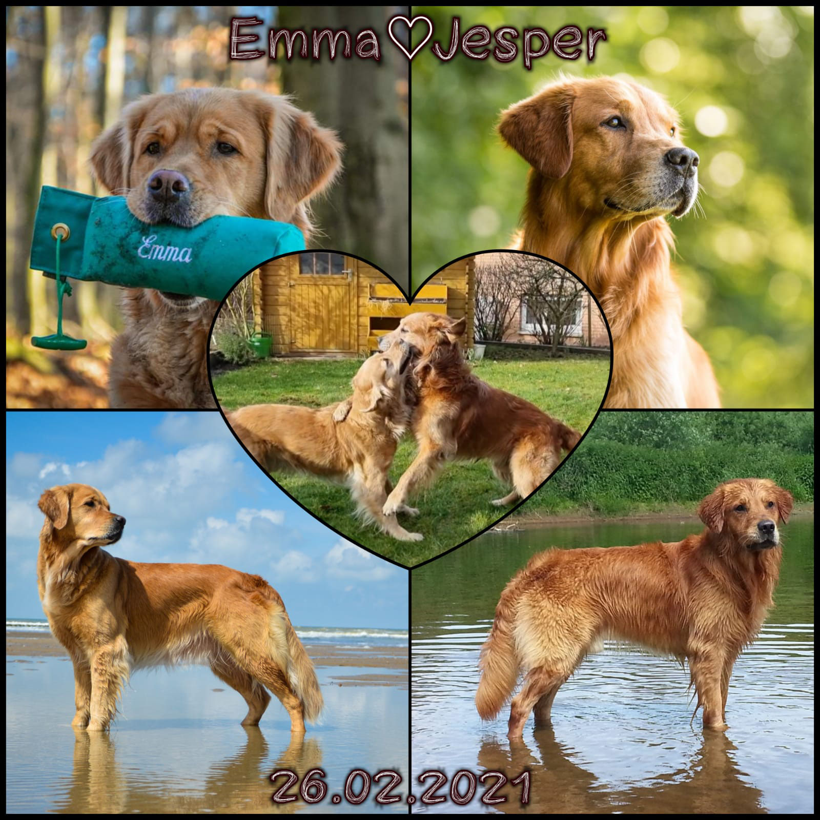 teil 1 wie alles beginnt hunde grundschule dusseldorf hundetraining