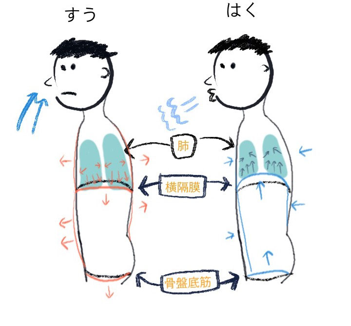 イラストでわかる呼吸のしくみ 姿勢を良くするトレーナー宮永なおのページ イラストでわかる呼吸のしくみ 姿勢を良くするトレーナー宮永なおのページ