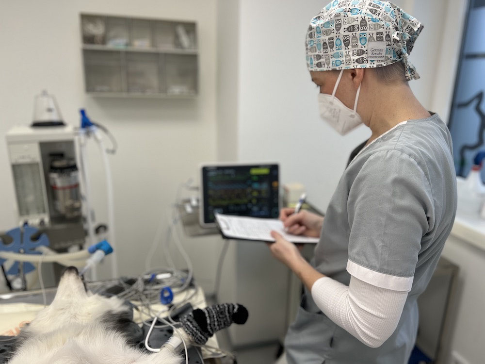 Alles zum Ablauf von TierOperationen TIERARZTPRAXIS AN DER ERFT