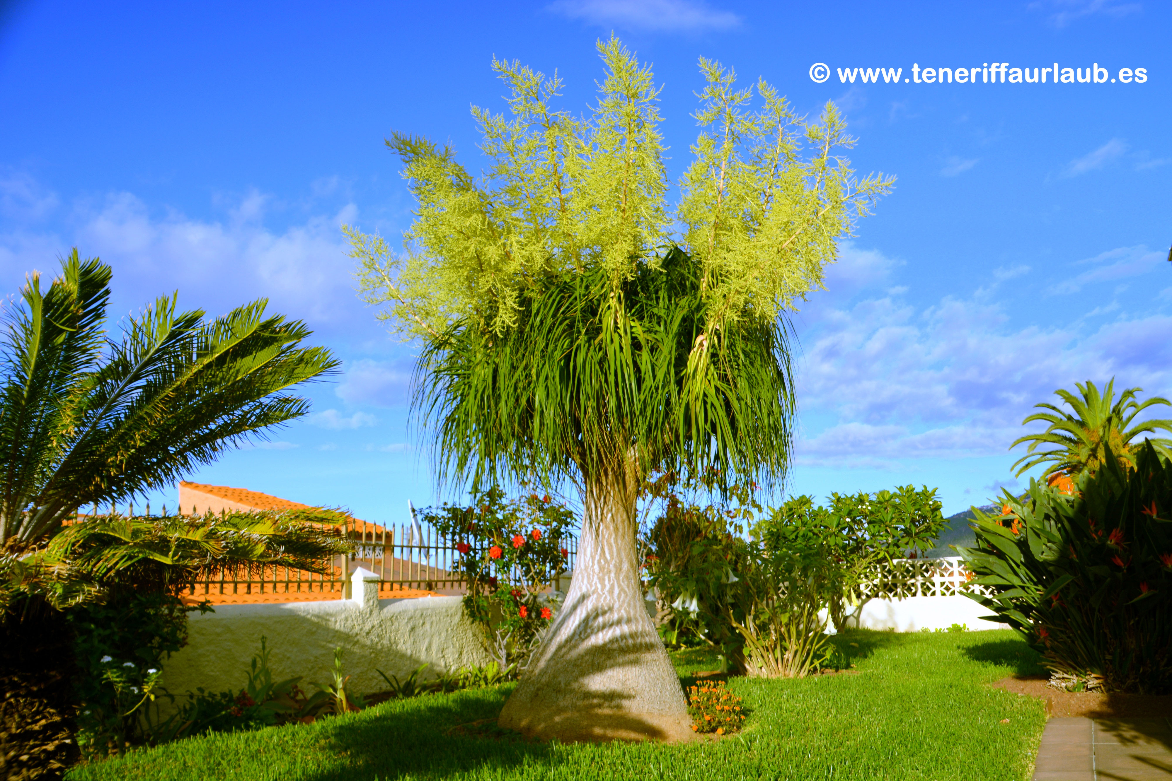 Elefantenfu - Beaucarnea recurvata - Reisefhrer Teneriffa