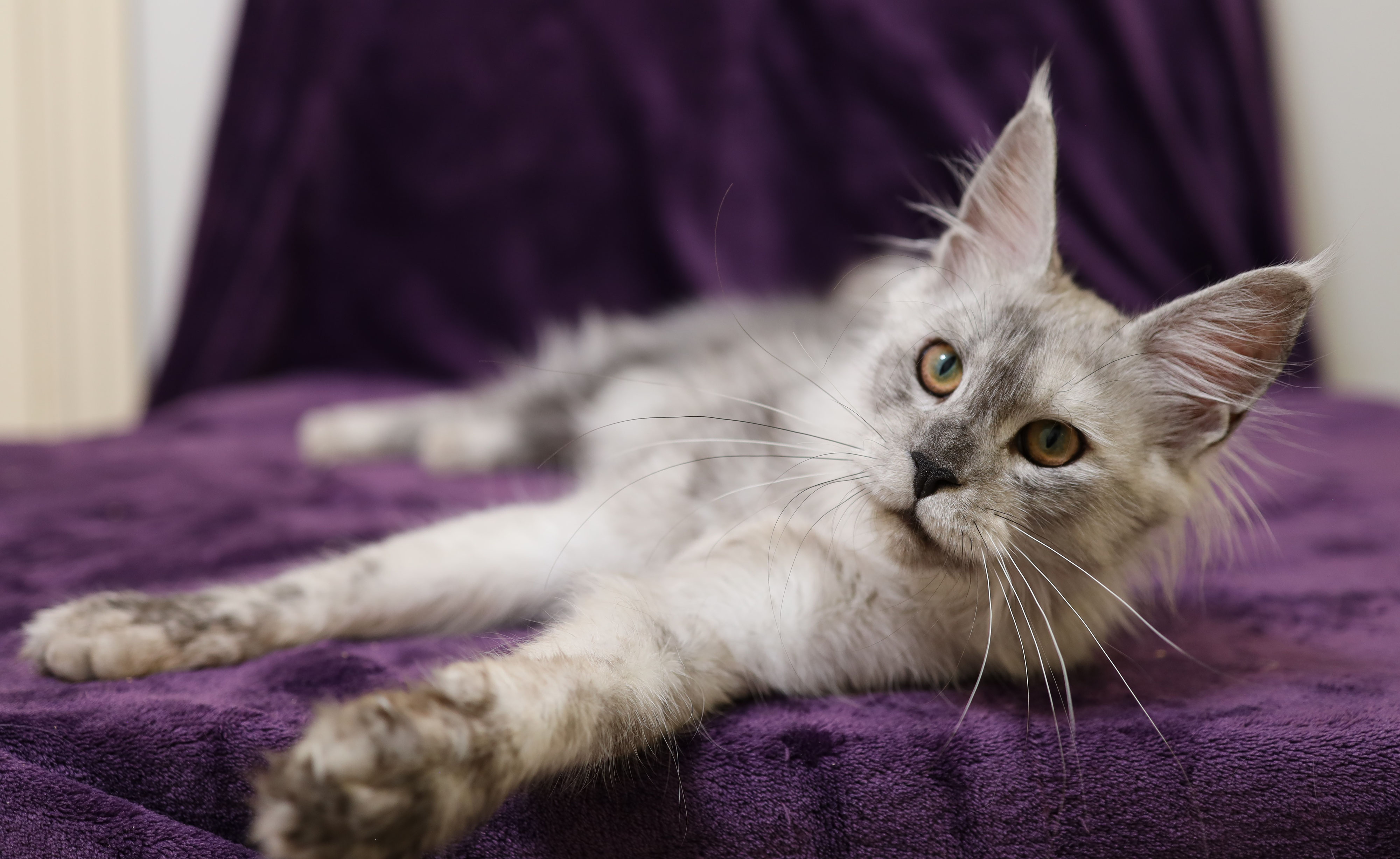 Can Maine Coon Cats Go Outside Maine Coon Kittens For Sale Maine can-maine-coon-cats-go-outside-maine-coon-kittens-for-sale-maine