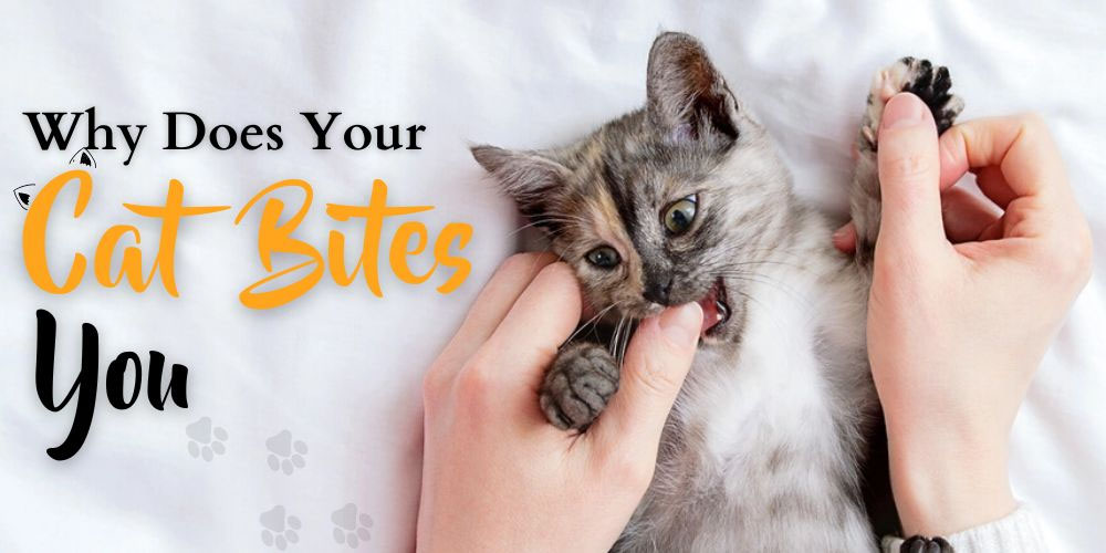 Why Does Your Cat Bite You Maine Coon Kittens For Sale Maine Coon