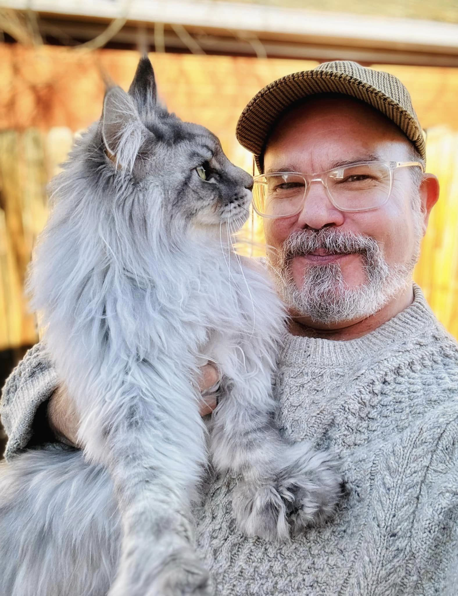 Maine Coon Kittens Find Kittens Near Me Mastering Maine Coon Cats