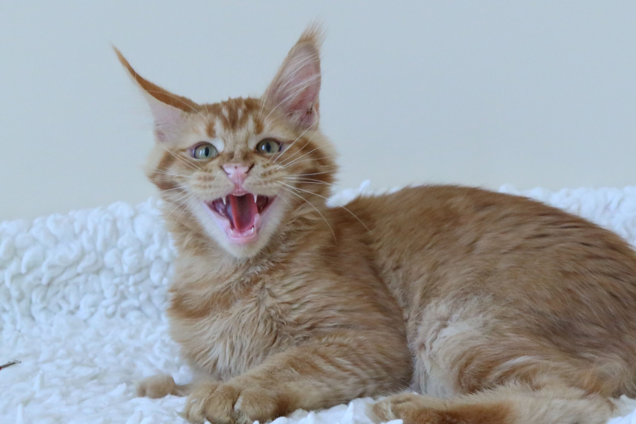 What Do Maine Coons Eat? And Why Is My Maine Coon Always Hungry