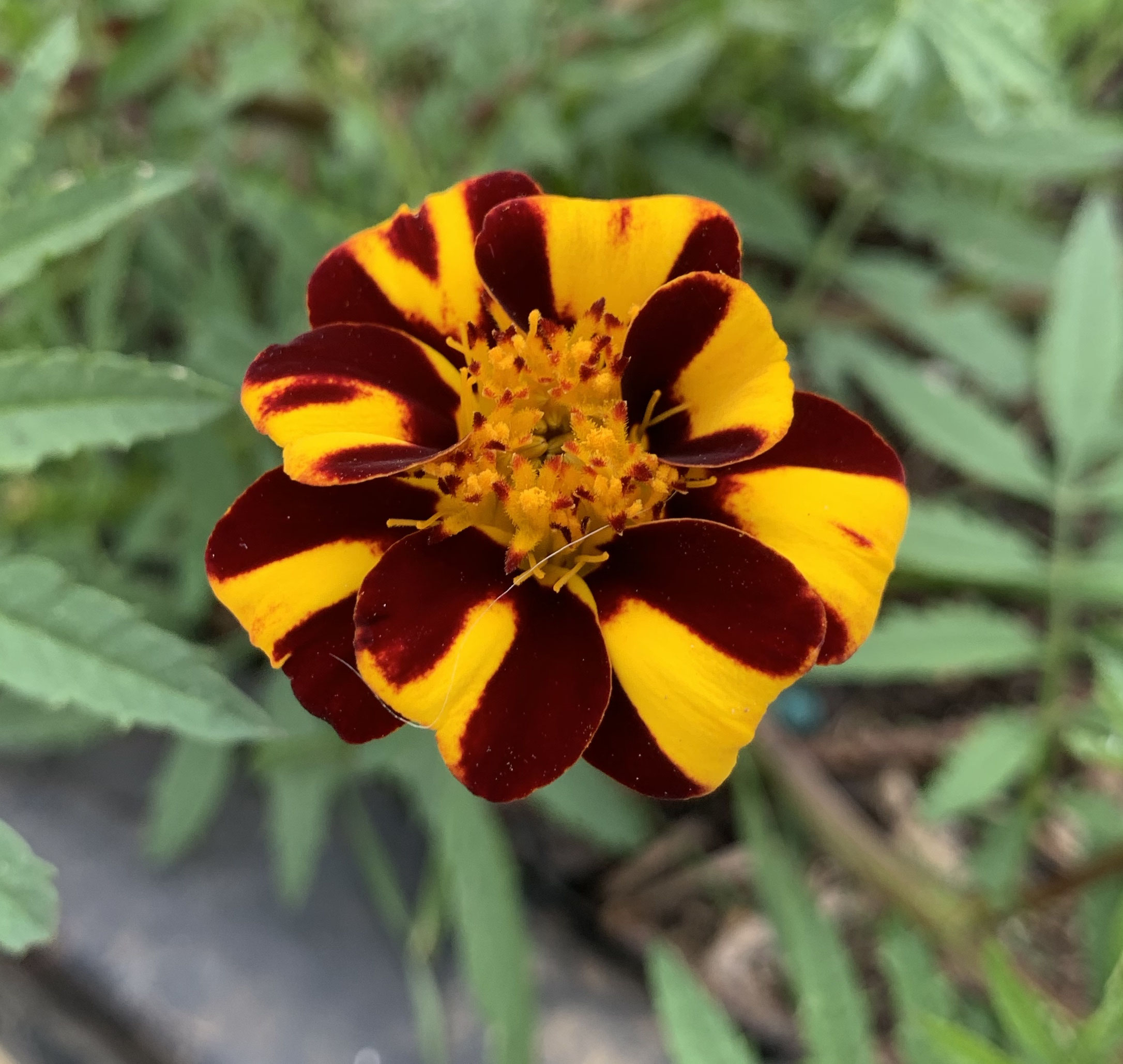 Hardy heirlooms "Court Jester" French Marigolds Red Dirt Road Blog