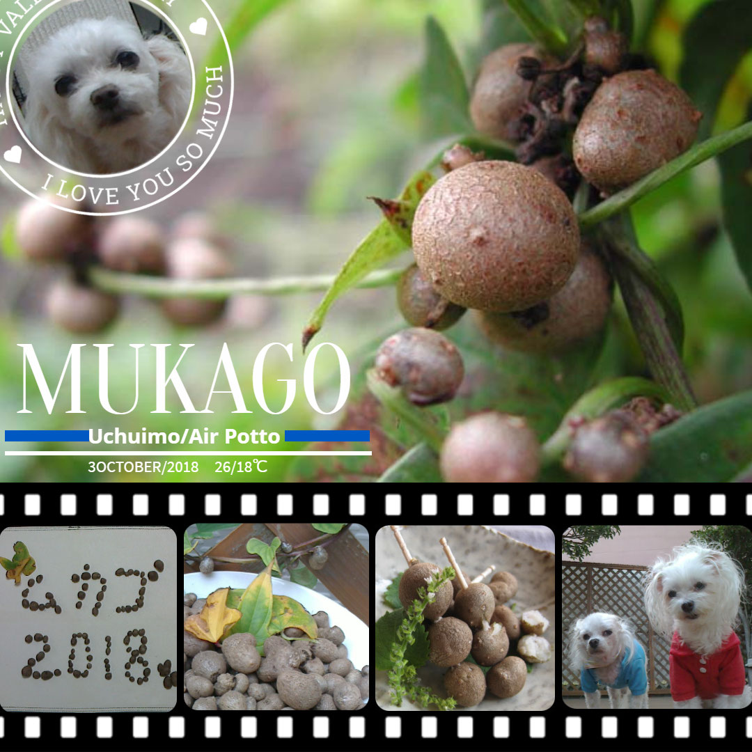 零余子 ムカゴ 宇宙芋 収穫 ムカゴを英語で ワーホリ 留学 J1 シニア アロマ ハーブのas Pea Support