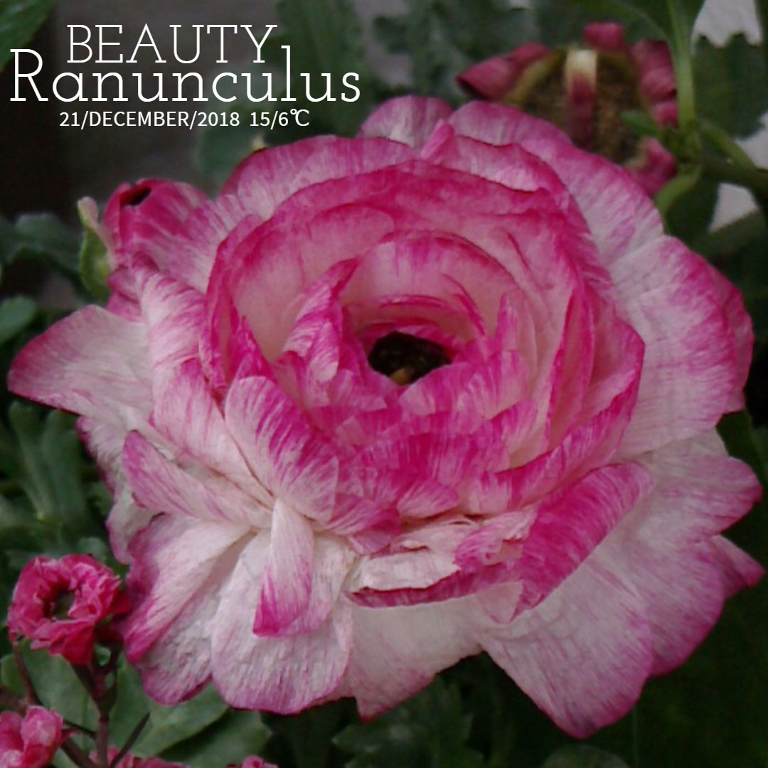 Facebookよりラナンキュラス Ranunculus 英語の花言葉は ワーホリ 留学 J1 シニア アロマ ハーブのas Pea Support