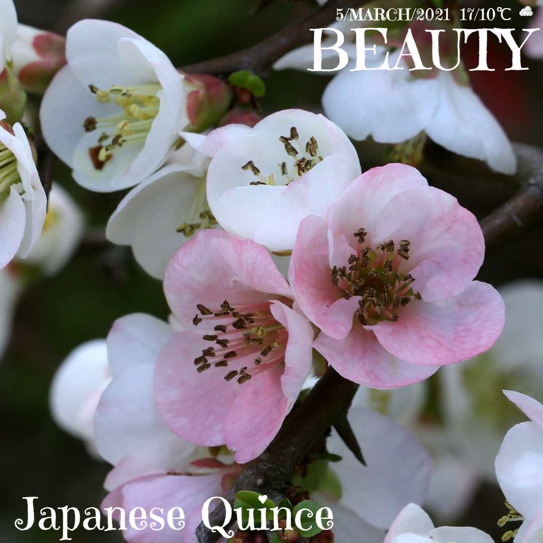 Facebookよりボケの花 ボケの花英語で ワーホリ 留学 J1 シニア アロマ ハーブのas Pea Support Facebookよりボケの花 ボケの花英語で ワーホリ 留学 J1 シニア アロマ ハーブのas Pea Support