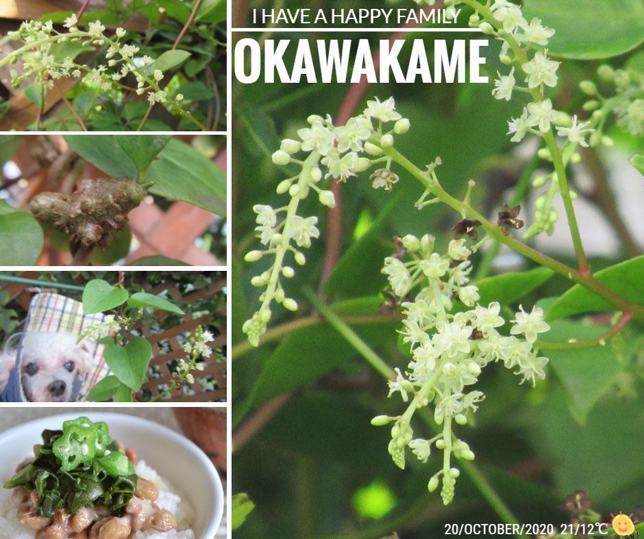 宿根草のオカワカメ アカザカズラ 雲南百薬 ぬるっぱの話 体にいいフード英語で ワーホリ 留学 J1 シニア アロマ ハーブのas Pea Support