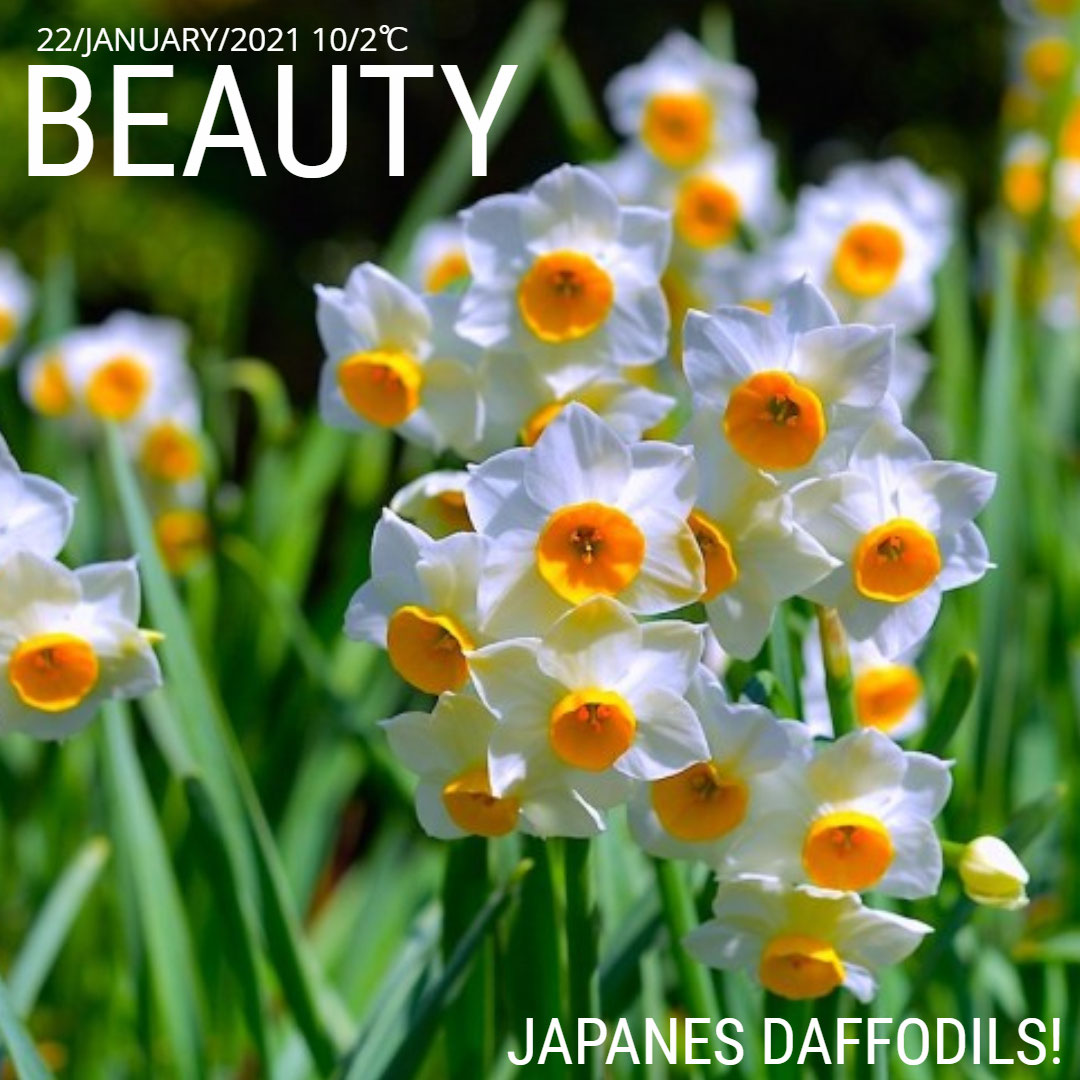 Facebookより水仙の花 満開 水仙の花英語で ワーホリ 留学 J1 シニア アロマ ハーブのas Pea Support Facebookより水仙の花 満開 水仙の花英語で ワーホリ 留学 J1 シニア アロマ ハーブのas Pea Support