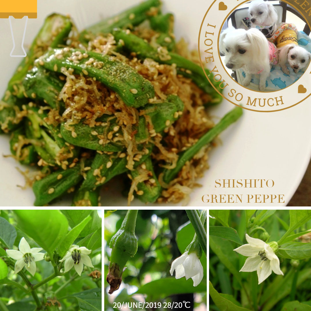 二年越しのししとうが 花盛り ししとうとしりめんじゃこ ししとう英語で ワーホリ 留学 J1 シニア アロマ ハーブのas Pea Support