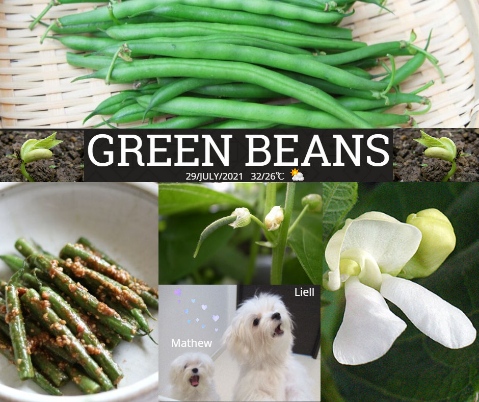 インゲン 隠元 豆 発芽から収穫まで 豆の種類英語で ワーホリ 留学 J1 シニア アロマ ハーブのas Pea Support インゲン 隠元 豆 発芽から収穫まで 豆の種類英語で ワーホリ 留学 J1 シニア アロマ ハーブのas Pea Support