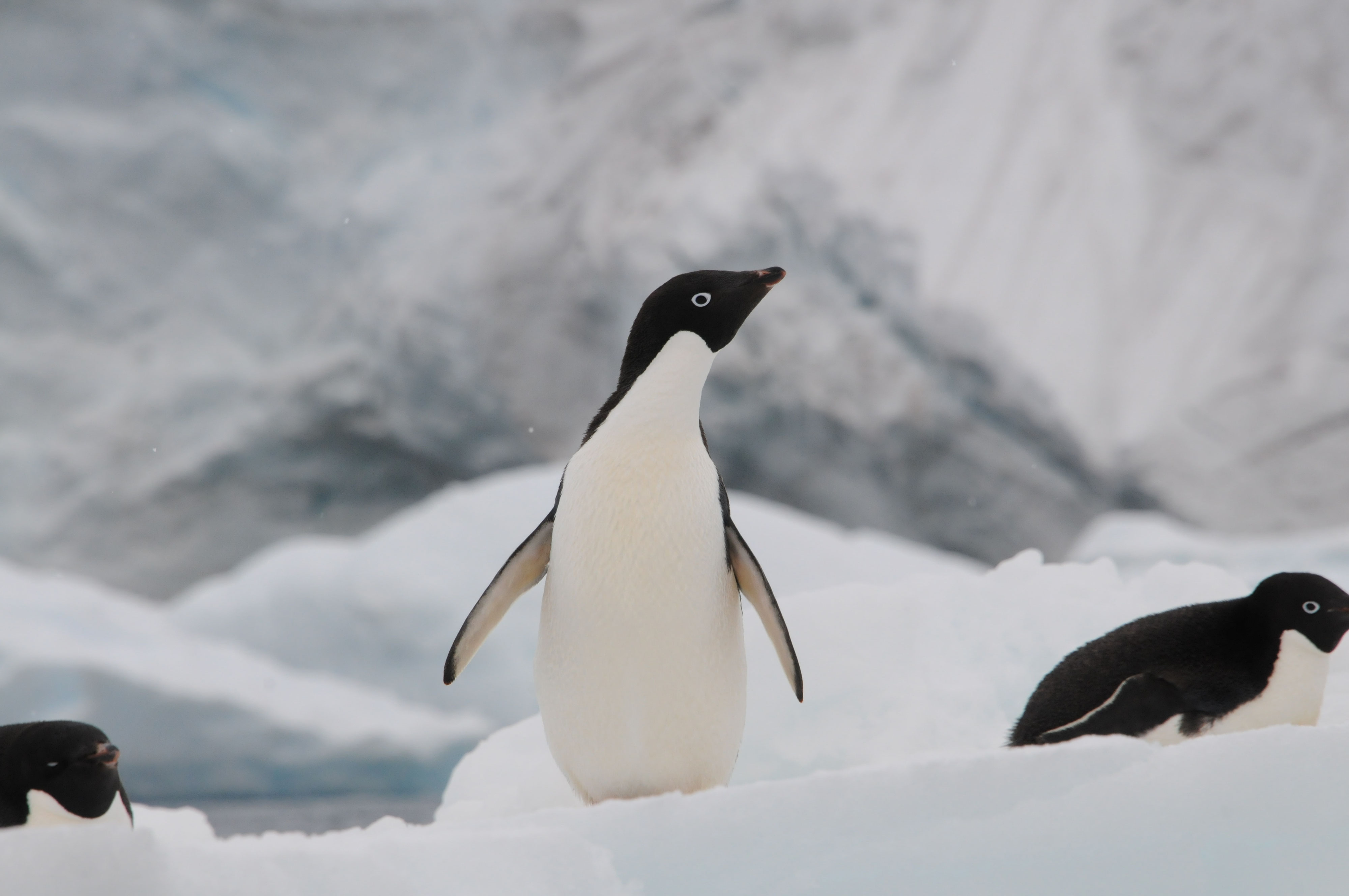 Adeliepinguin - Antarctica - De website van astroreizen!, image size:4000x2657