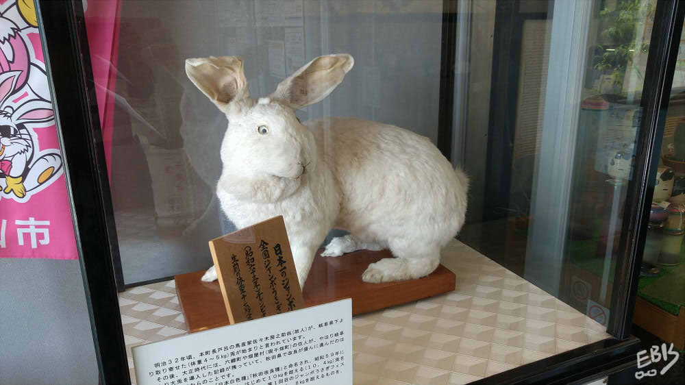 でわwiki【し】 ジャンボうさぎ - マスミログ