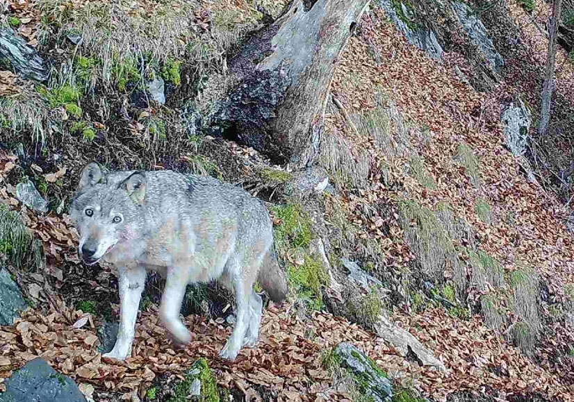 Porträt einer Wölfin atlant Wissenschaftskommunikation