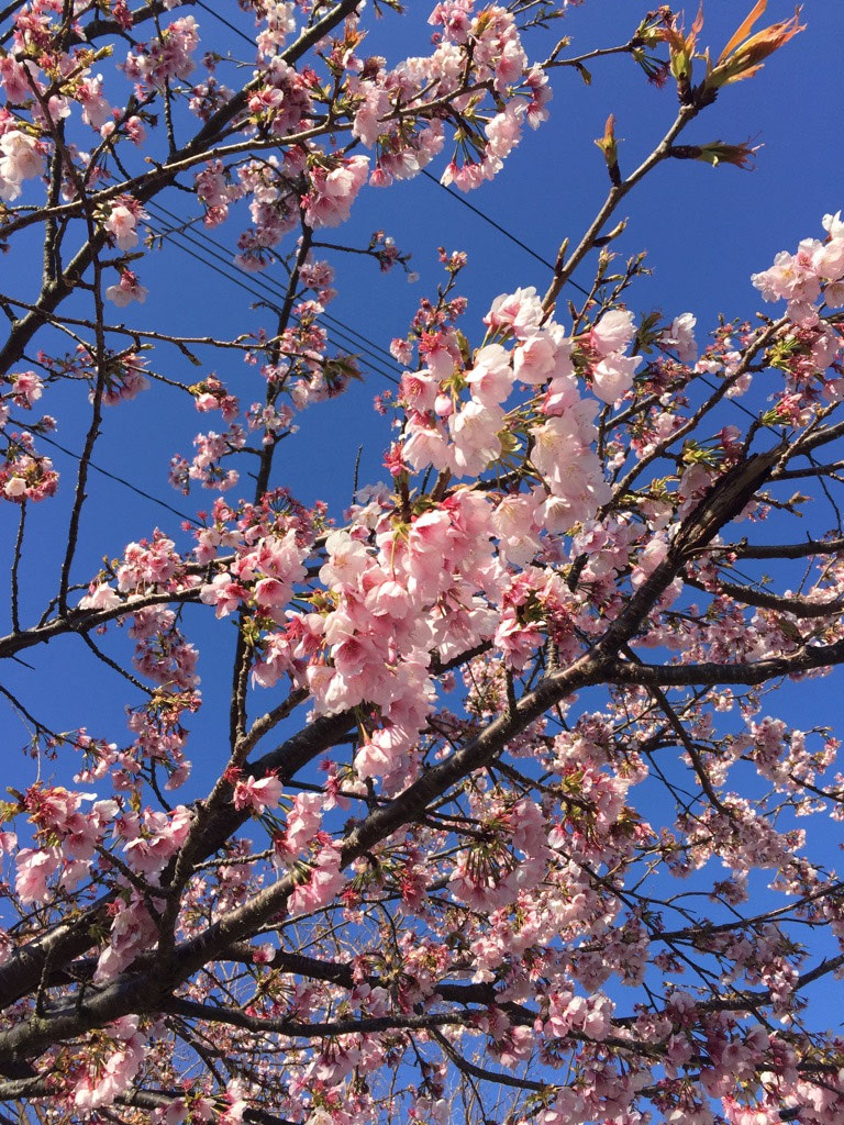 障害年金請求の種類