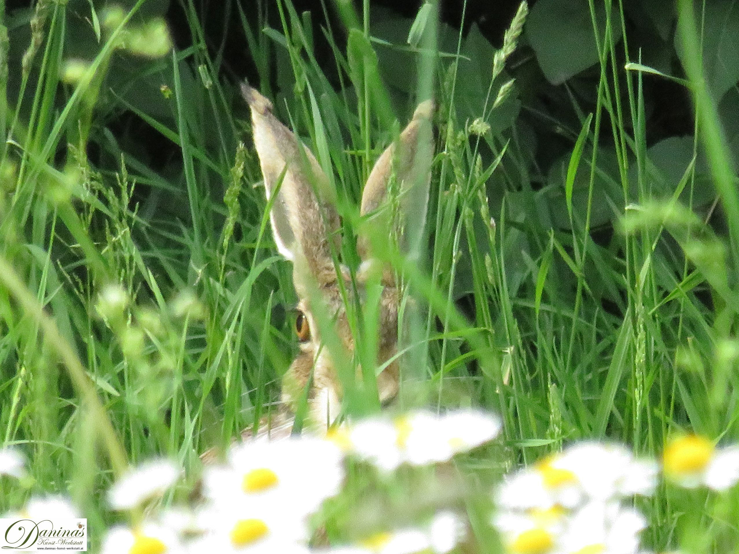Hase Im Garten Daninas Kunst Werkstatt