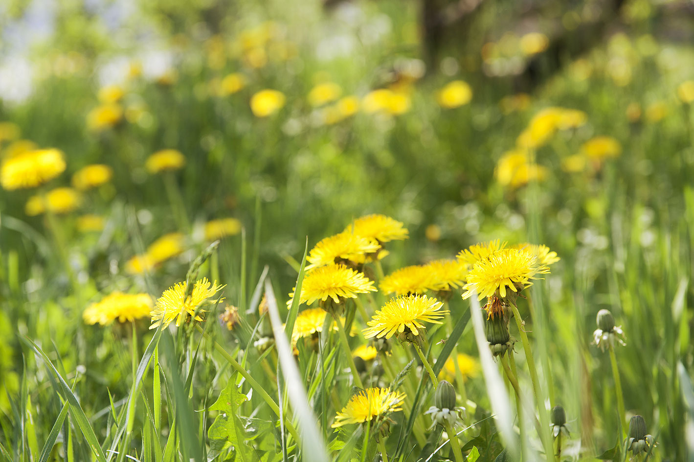 Sonnen im Garten, einfach Entgiften und Schmanckerl am