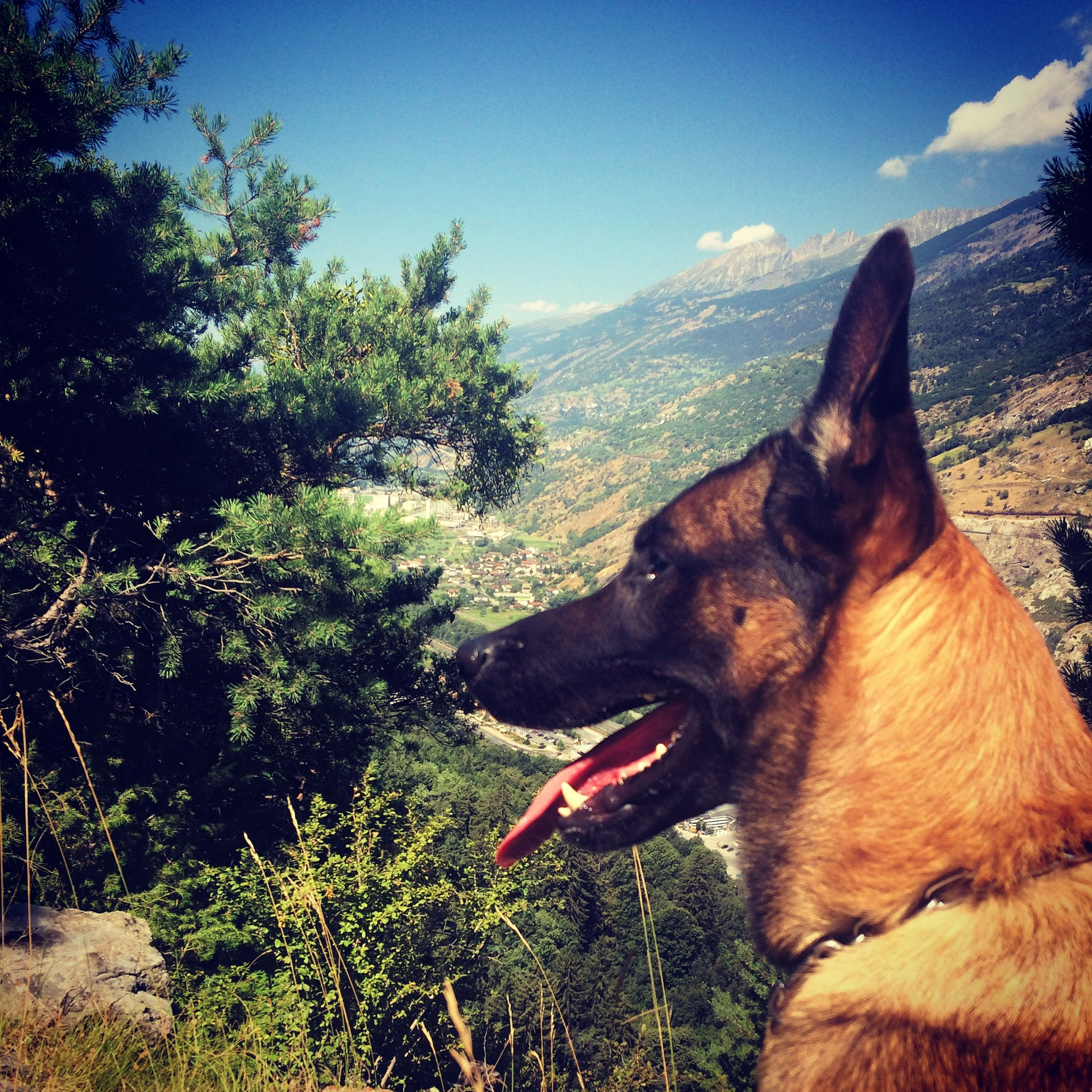 Hunde die bellen beissen nicht Ronald Kalbermatten