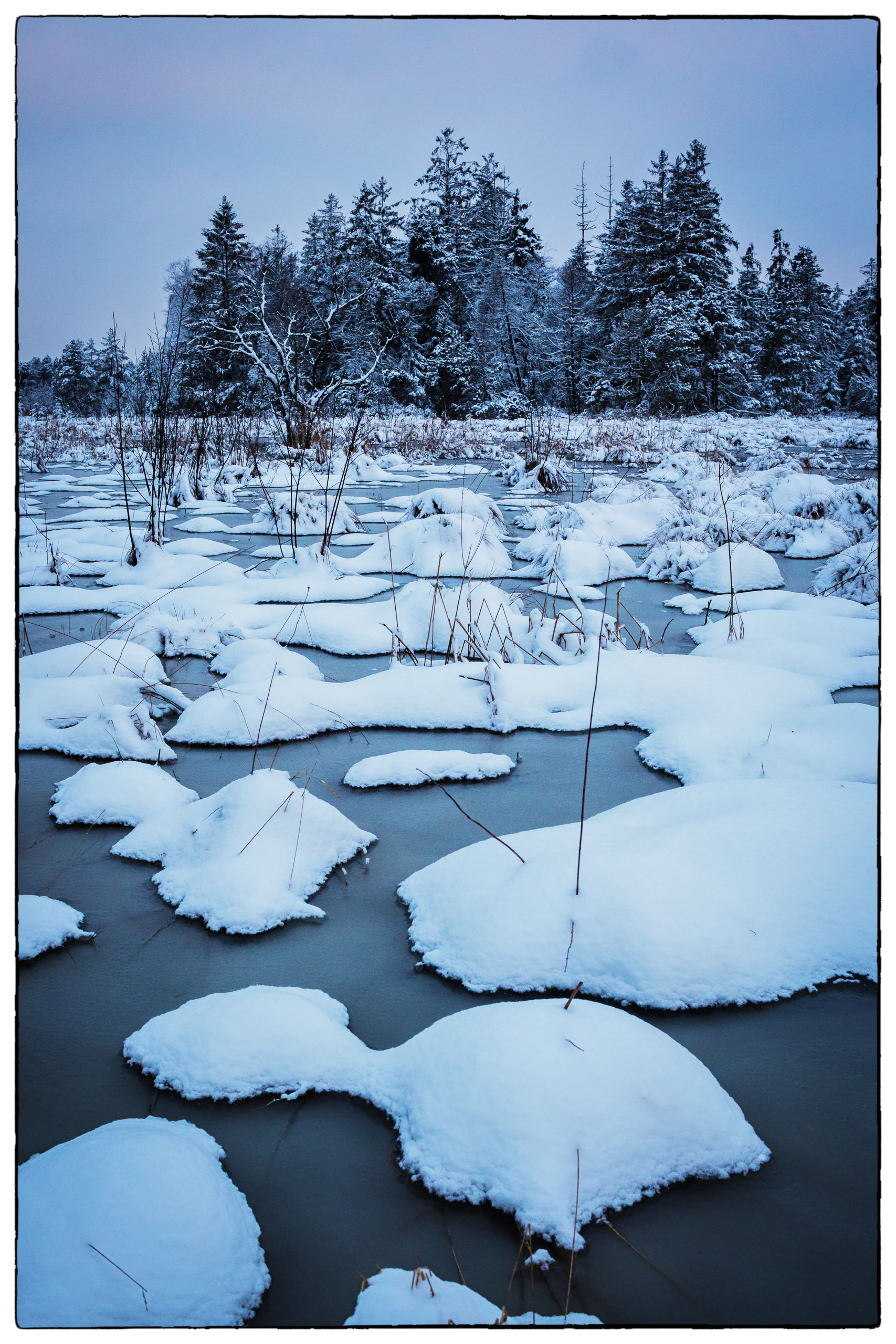 Wurzacher Ried Simons Fotogallerie