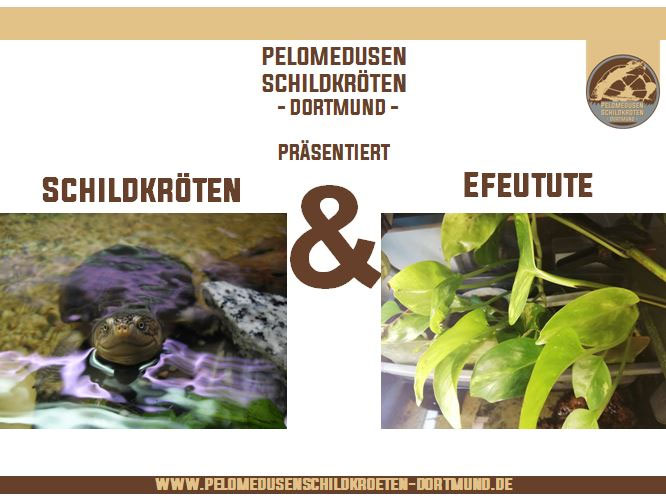 groe goldfruchtpalme kaufen Goldfruchtpalme kaufen  Direkt vom Zchter  MyZimmerpflanze.de