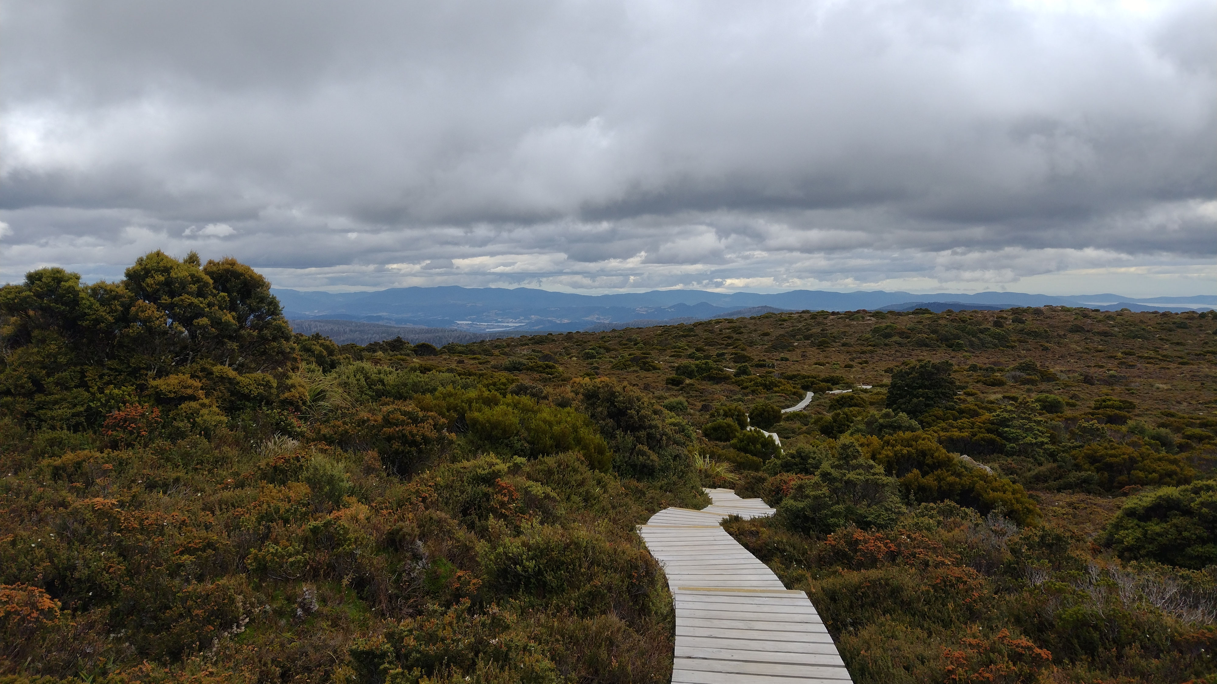 Hartz Mountain merri