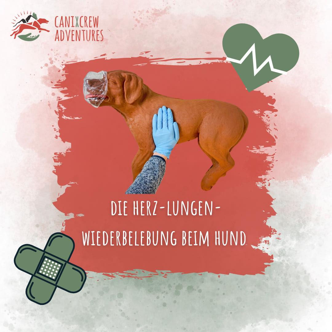 HerzLungenWiederbelebung beim Hund CaniXcrew Adventures Zughundeschule