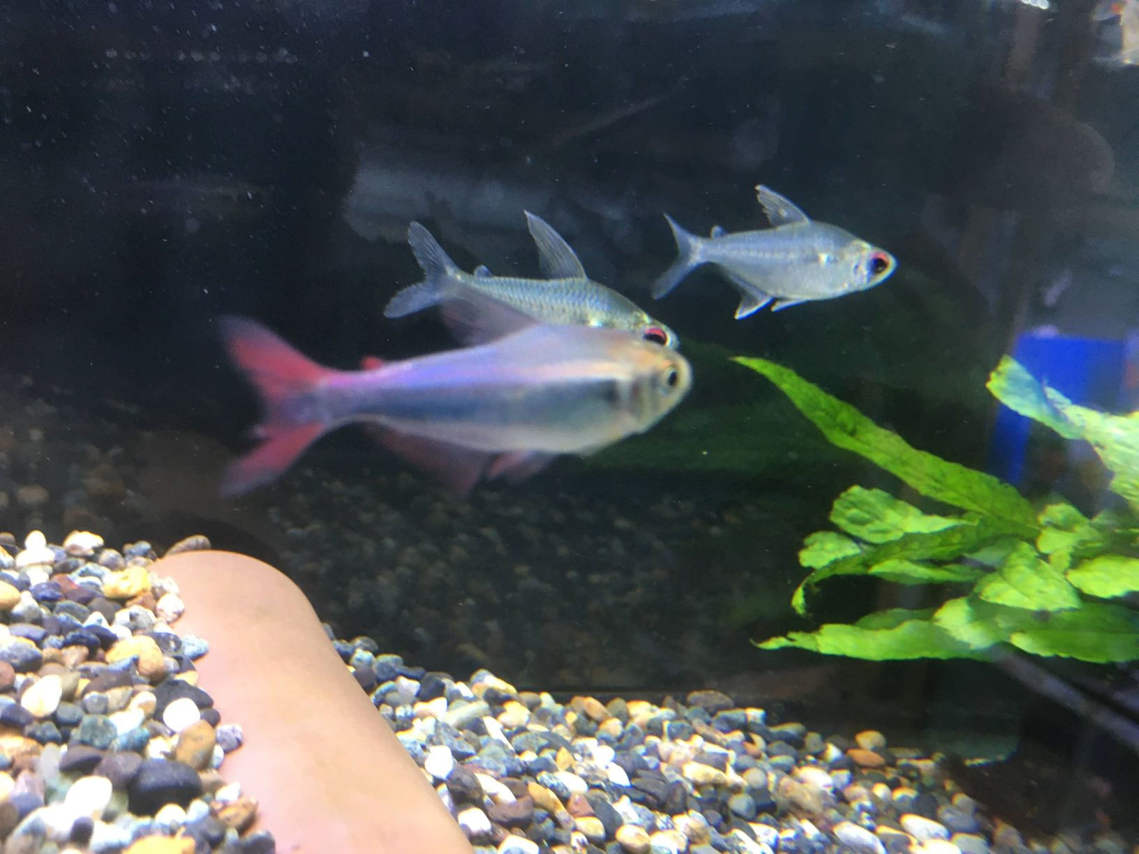 ファラガテトラwild 山口県宇部市 岐波駅そば アクアハウストロピクス