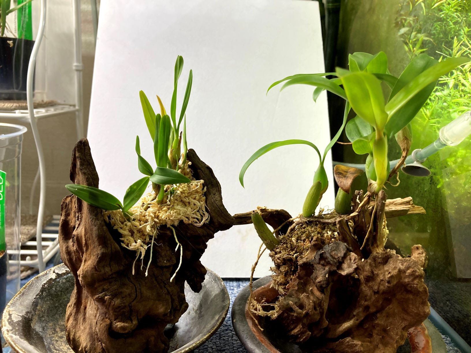 ａｄａ着生ラン 山口県宇部市 岐波駅そば アクアハウストロピクス