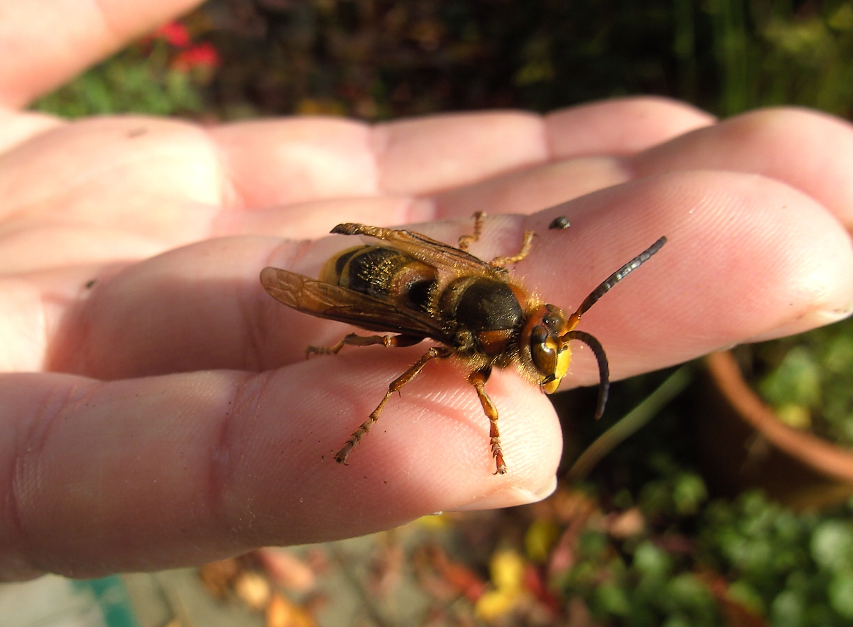 Wissenswertes über Hornissen - NABU Oberberg