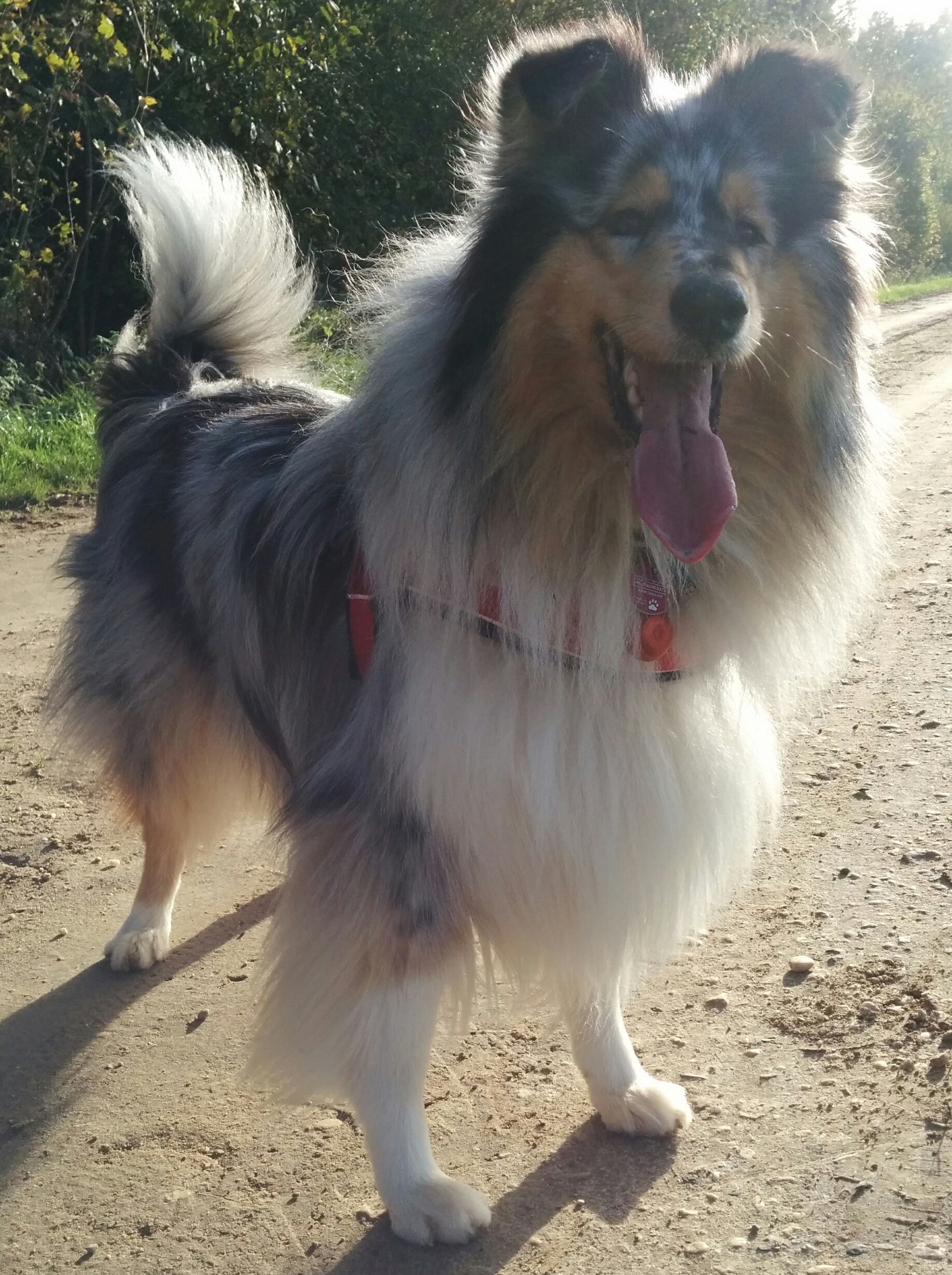 Hunde Die Kein Fell Verlieren