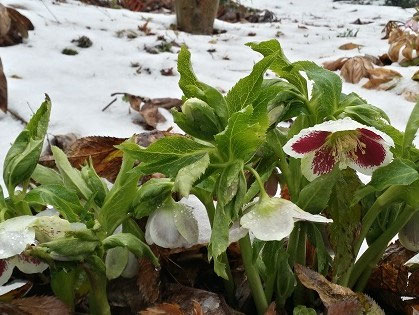 クリスマスローズの名前の由来 - 深山花園 : 八ヶ岳のクリスマスローズ