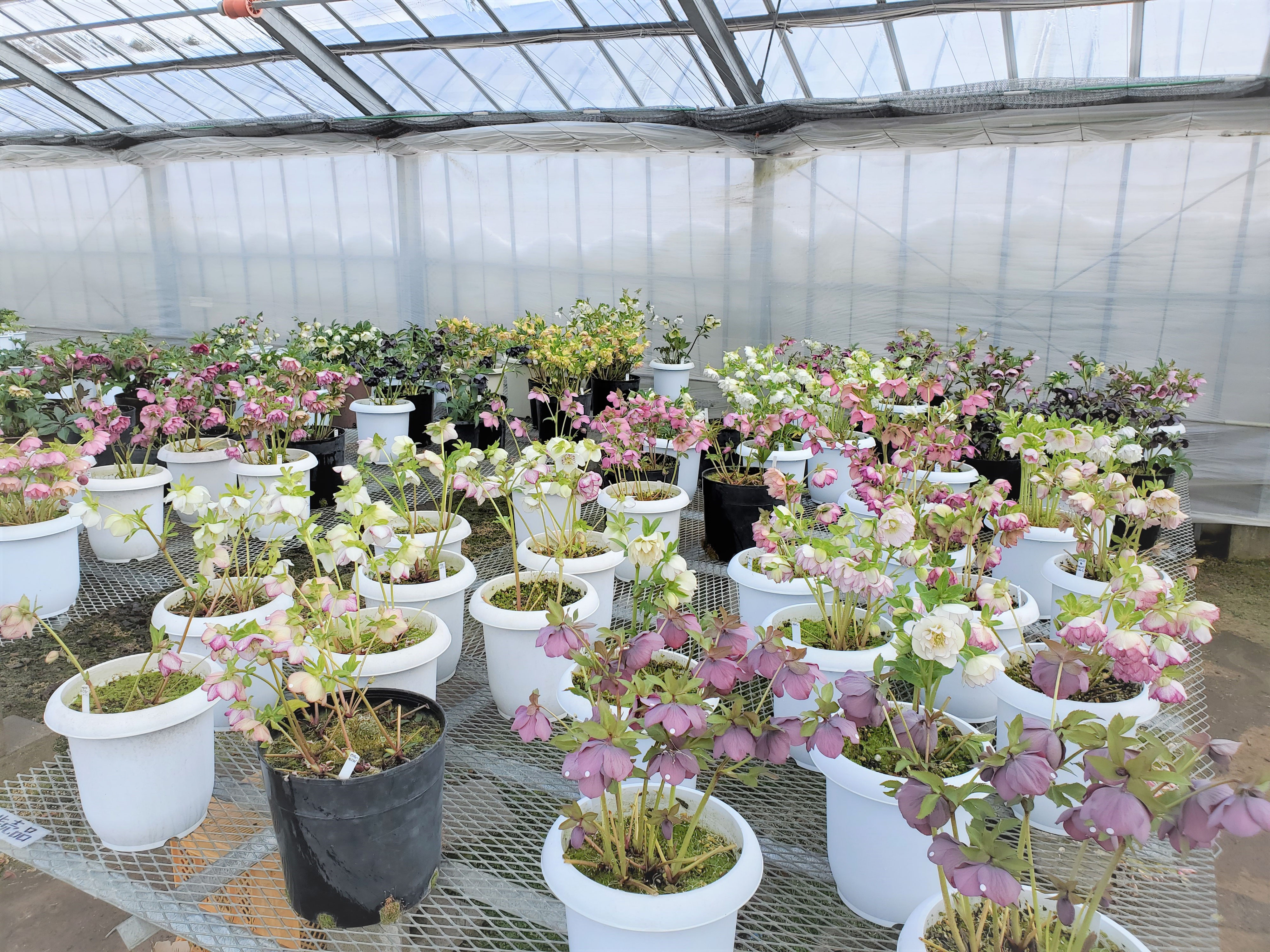 大株が満開です - 深山花園 : 八ヶ岳のクリスマスローズ 生産