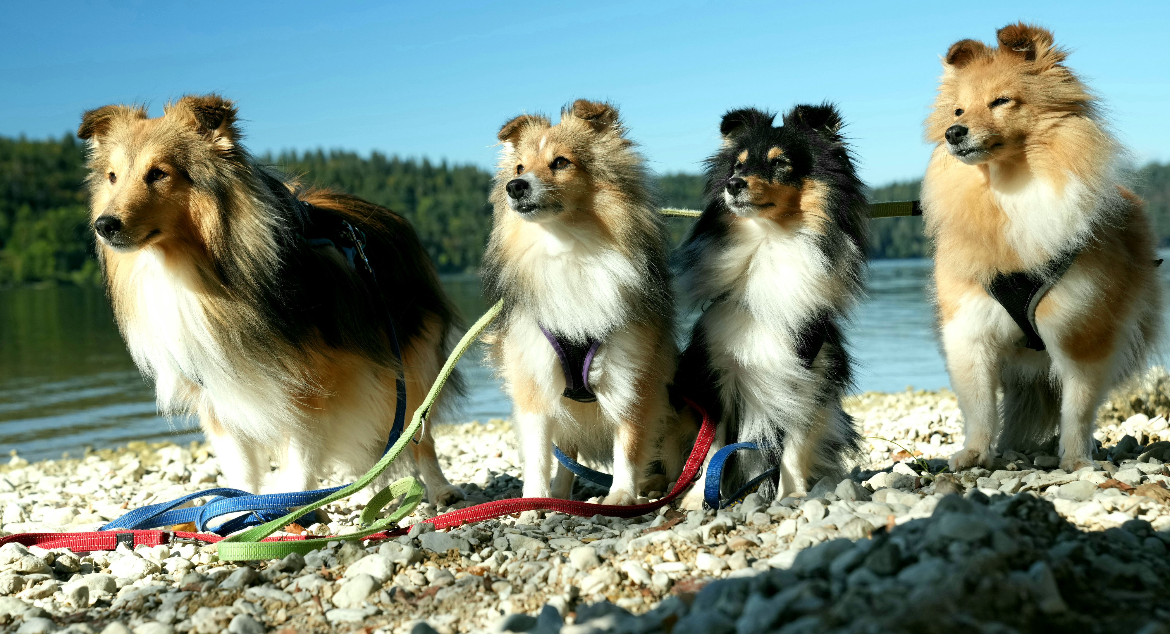 Ausflug an den Lac de Joux Shelties Gino & Grace